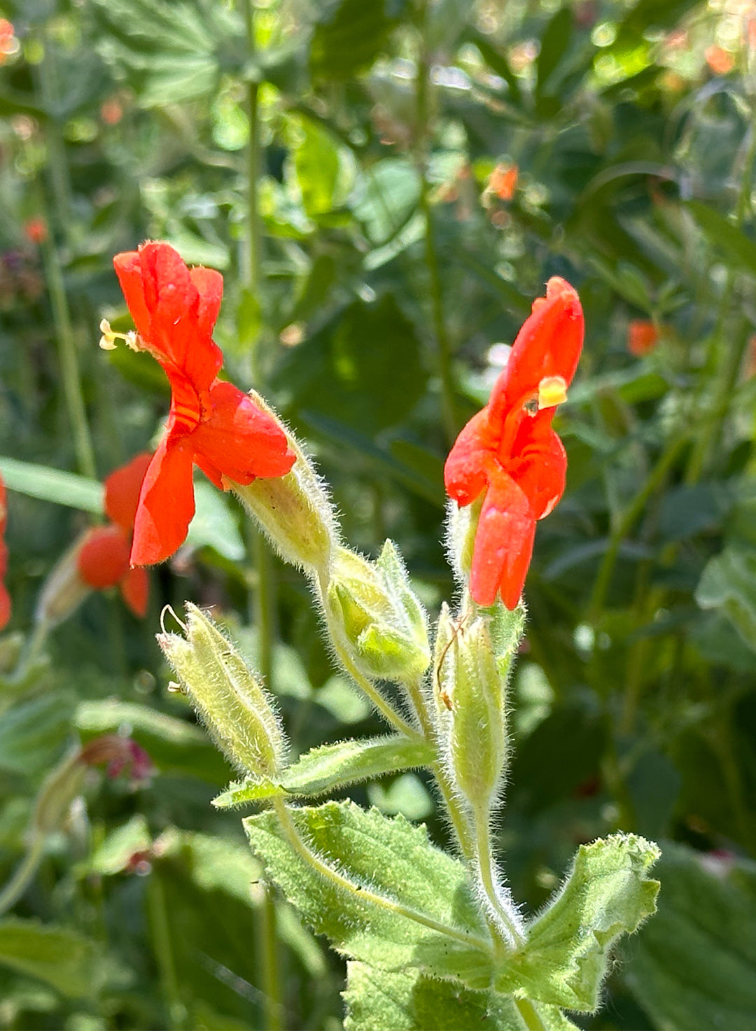 Erythranthe cardinalis - Scarlet Monkeyflower (Plant)