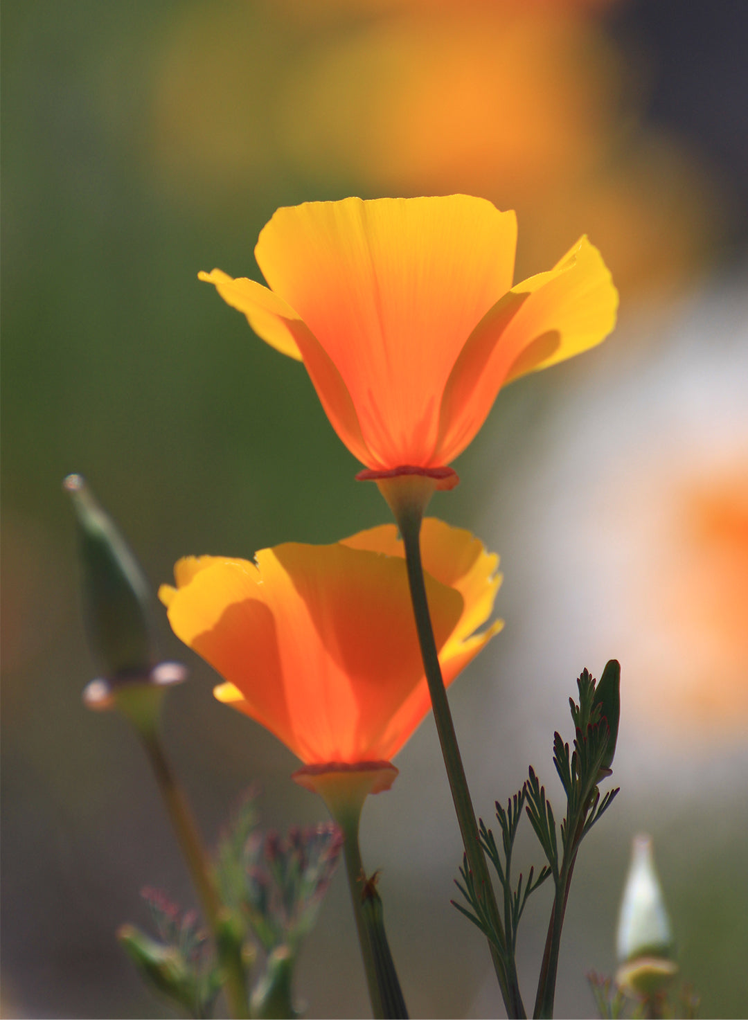 Eschscholzia californica - California Poppy (Plant)