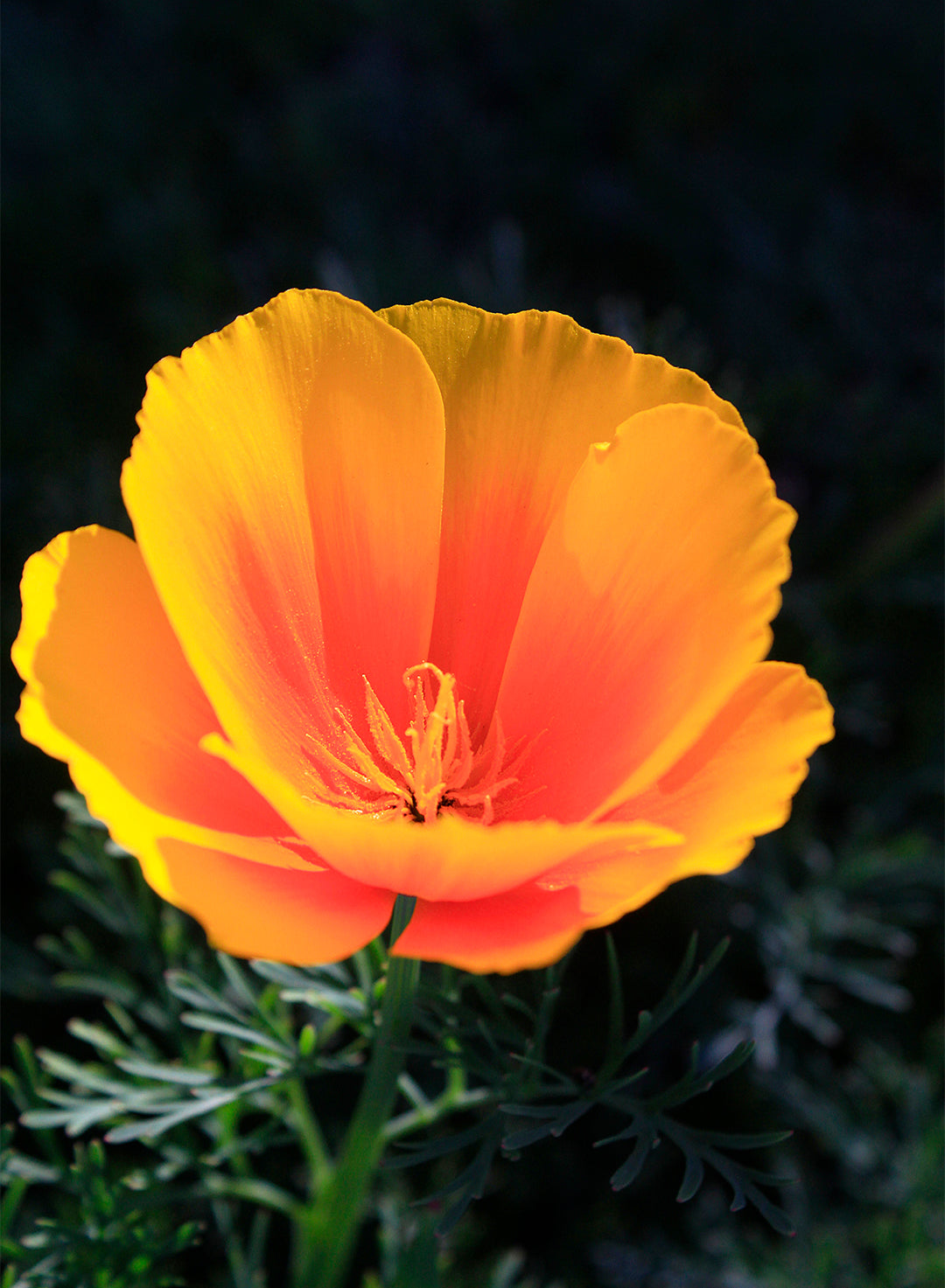 Eschscholzia californica - California Poppy (Plant)