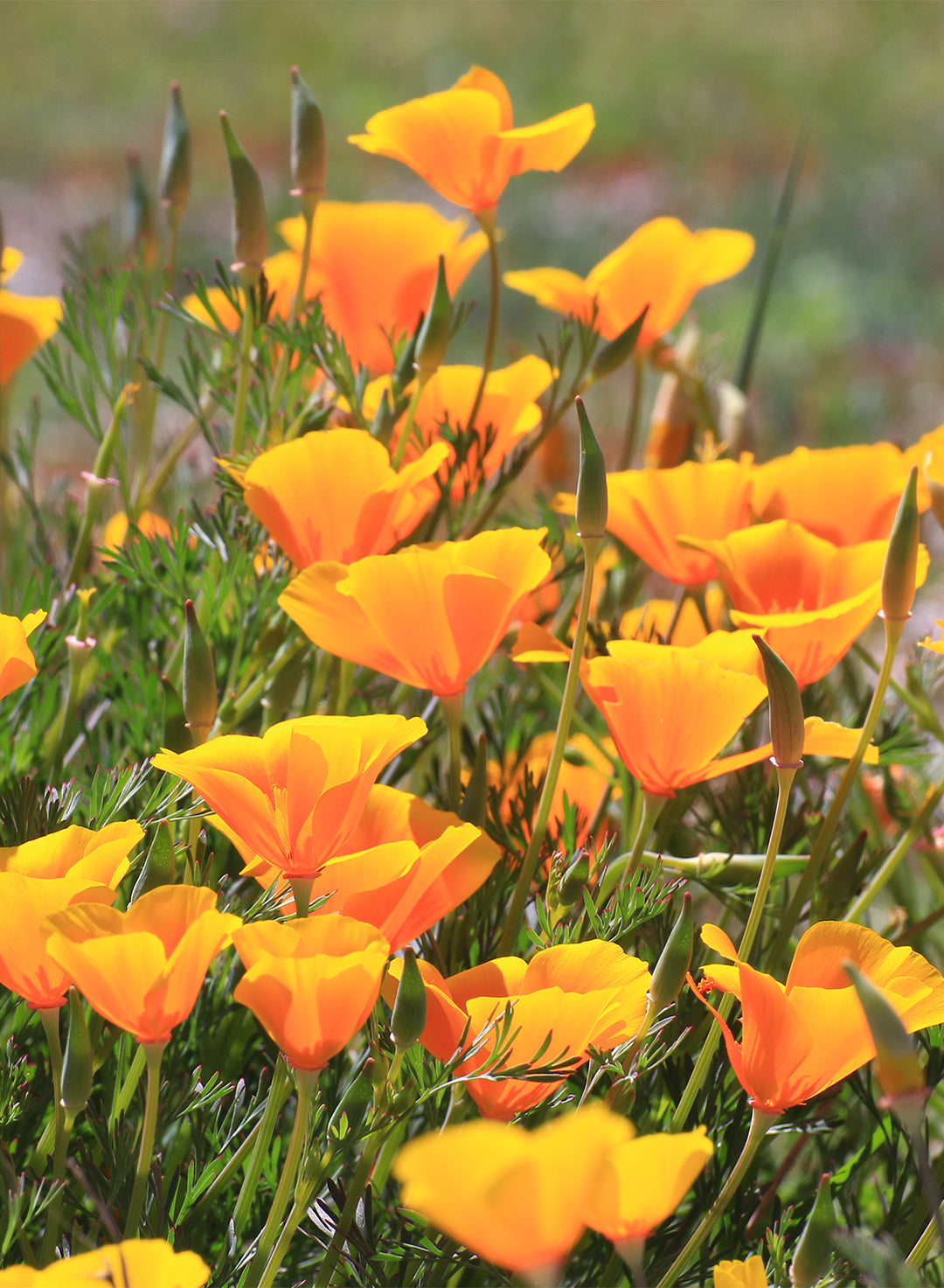 Eschscholzia californica - California Poppy (Plant)