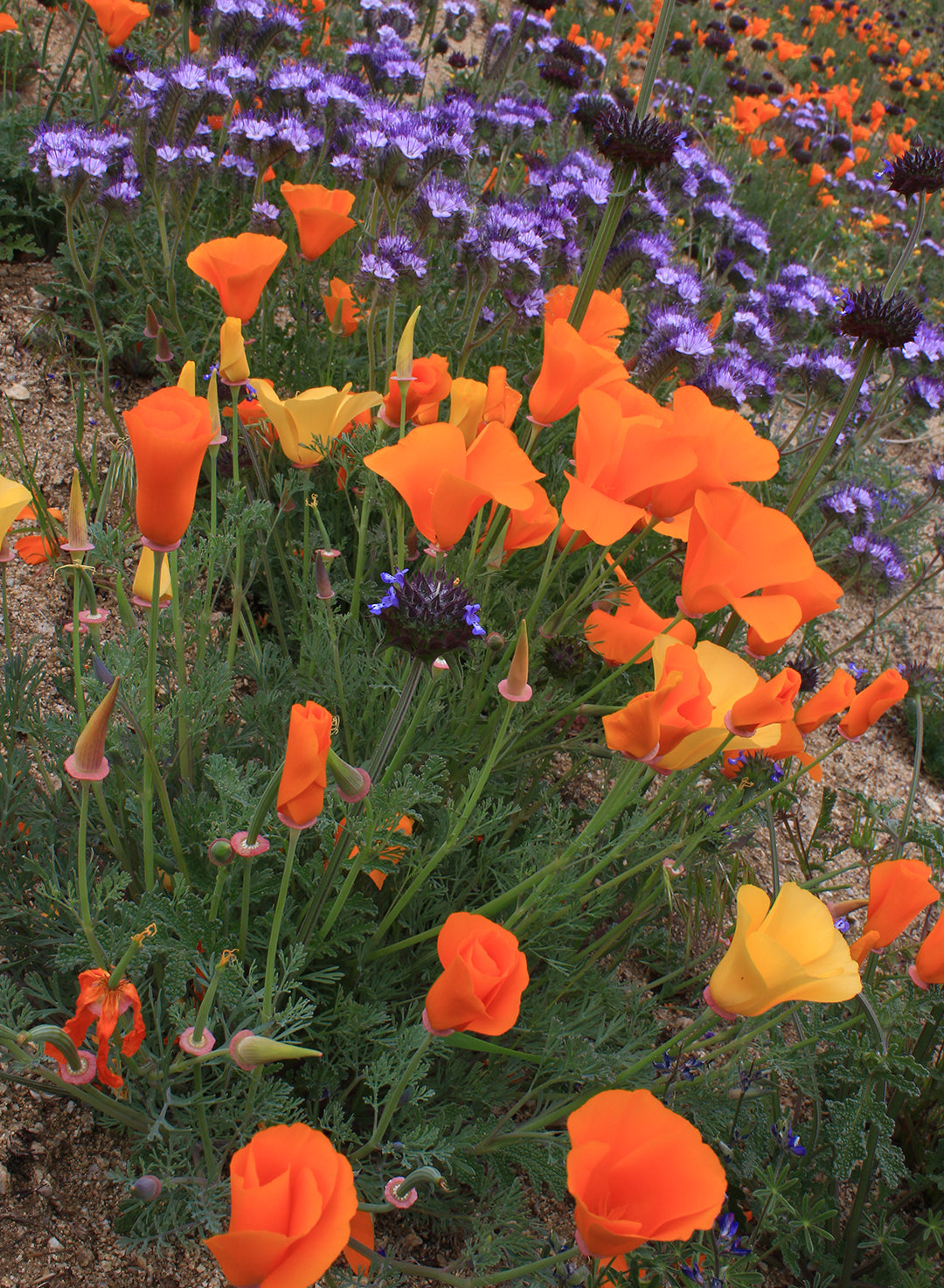 Eschscholzia californica - California Poppy (Plant)