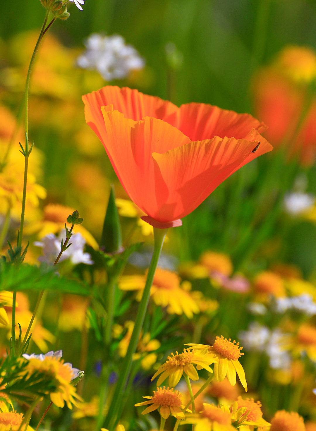 Eschscholzia californica - California Poppy (Plant)