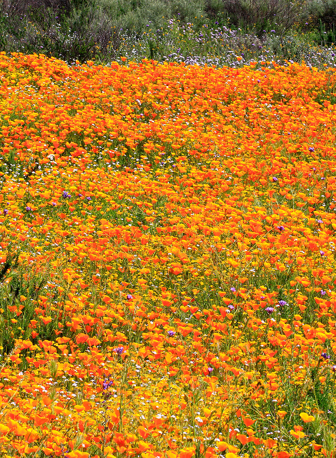 Eschscholzia californica - California Poppy (Plant)