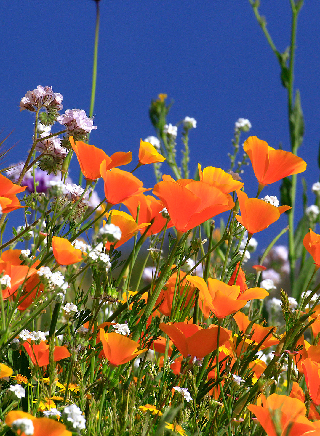 Eschscholzia californica - California Poppy (Plant)