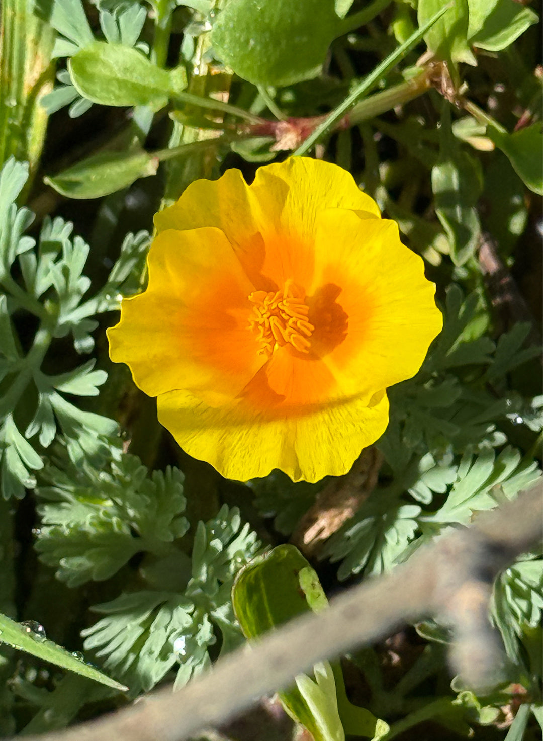 Eschscholzia californica var. maritima - Coastal California Poppy (Seed)