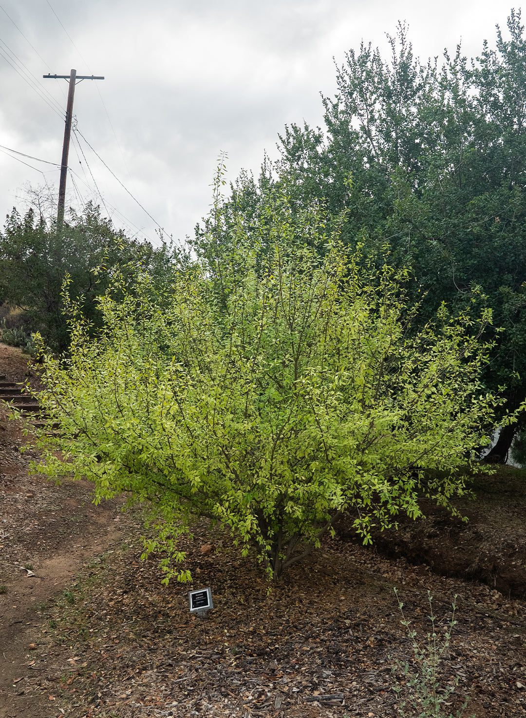 Forestiera pubescens - Desert Olive (Plant)