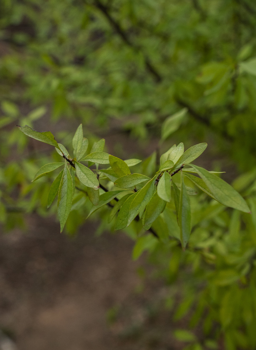 Forestiera pubescens - Desert Olive (Plant)