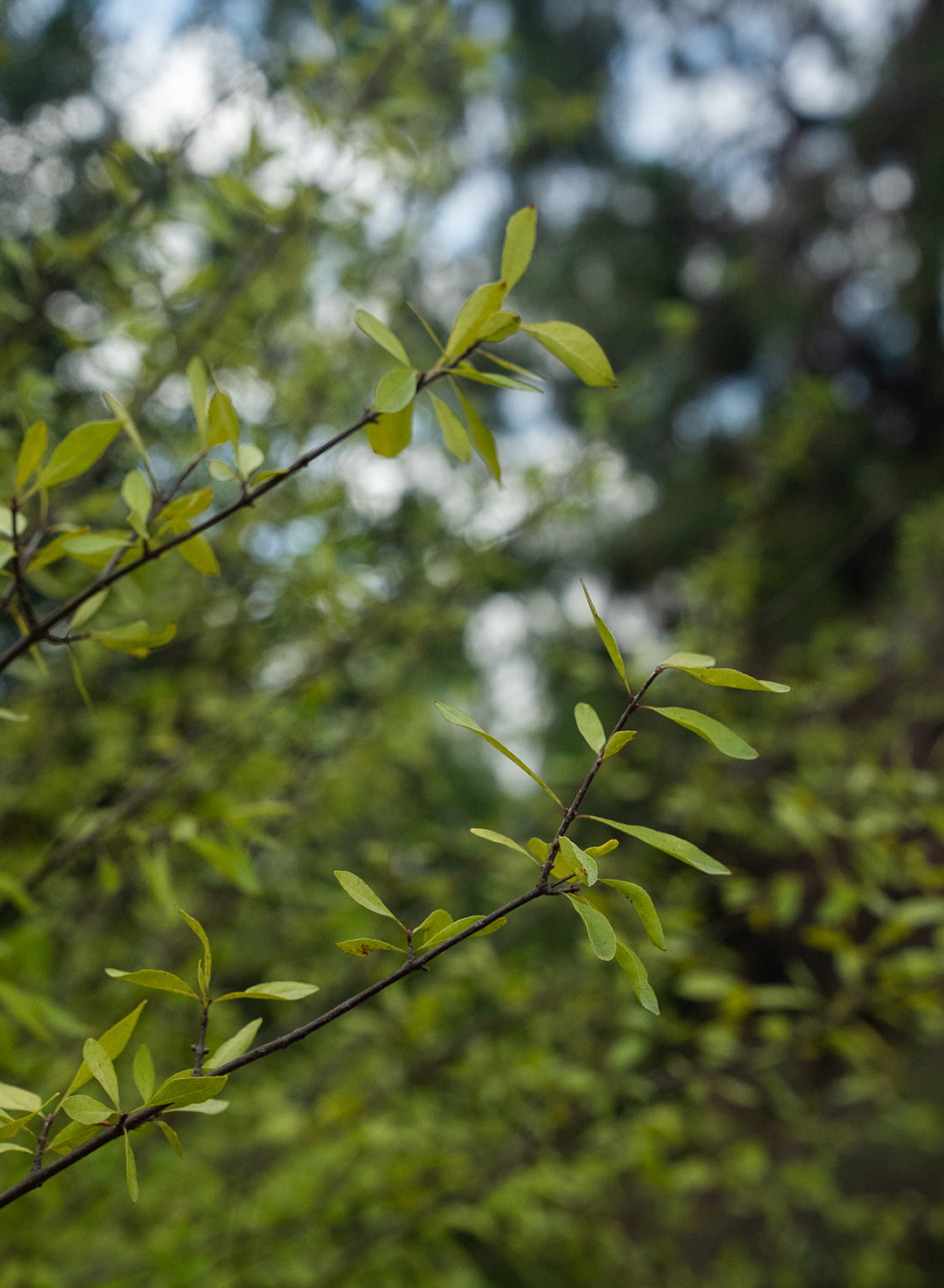 Forestiera pubescens - Desert Olive (Plant)
