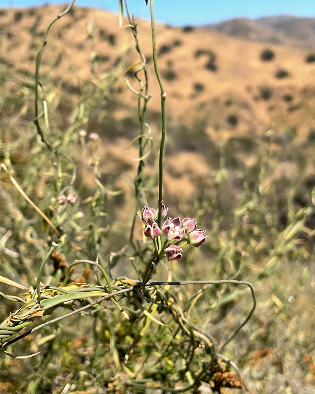 Funastrum_cynanchoides_var._hartwegii-4.jpg
