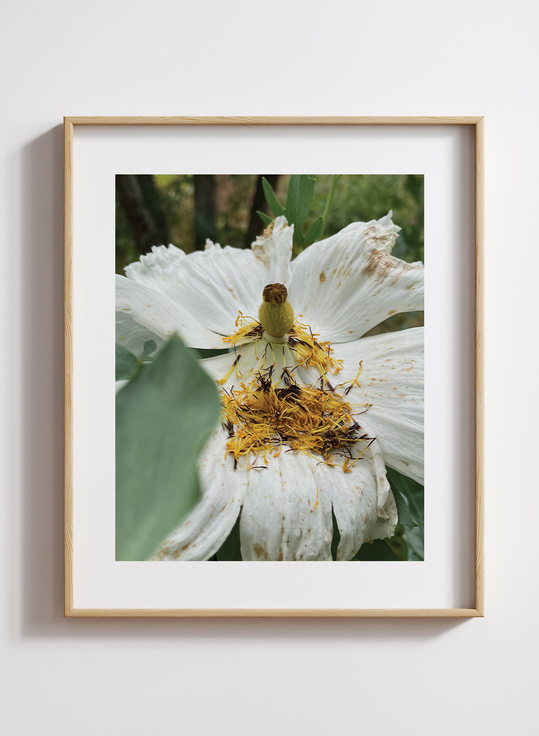 Genevieve Arnold - Matilija Poppy Senescence Print