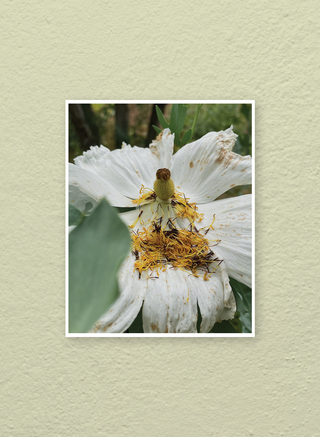 Genevieve Arnold - Matilija Poppy Senescence Print