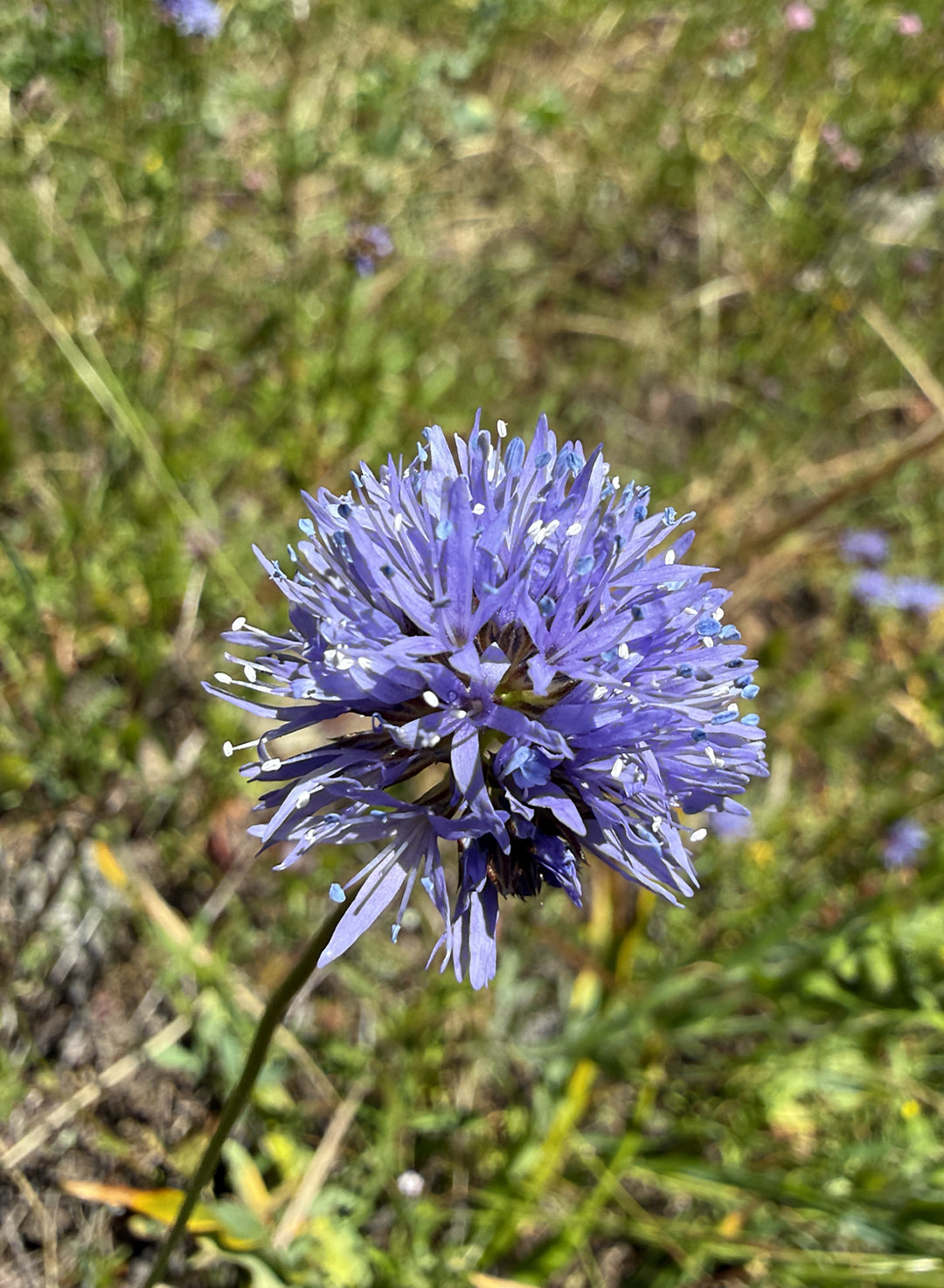 Gilia capitata - Globe Gilia, Bluehead Gilia (Plant)