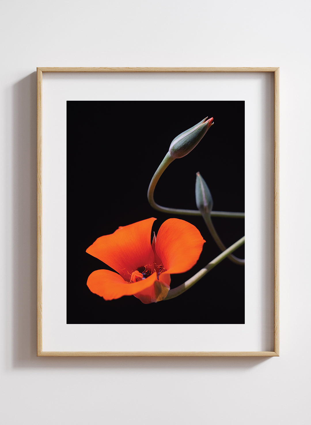 Art & Posters – Theodore Payne Foundation