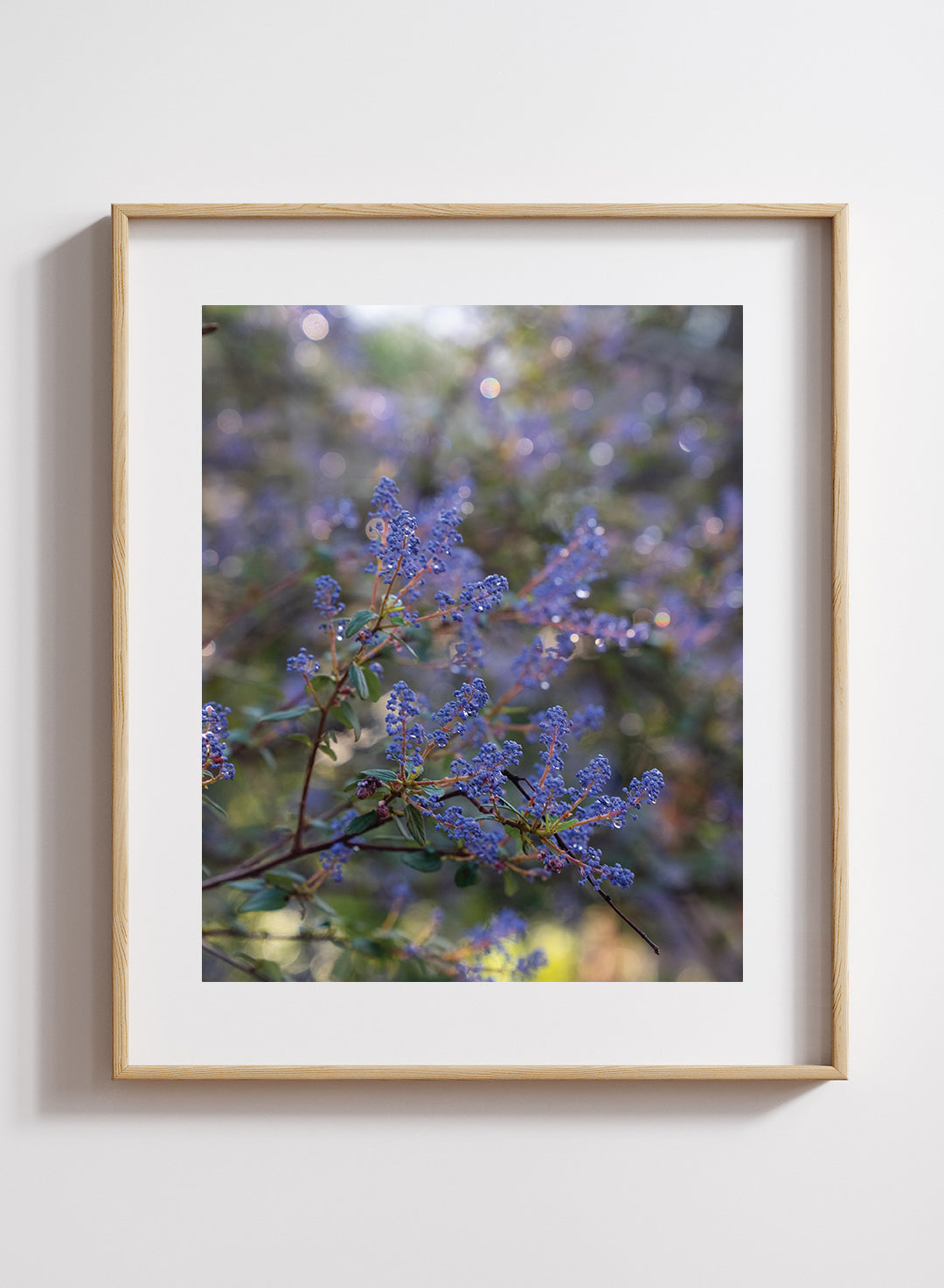 Hannah Perez - Ceanothus tomentosus Print