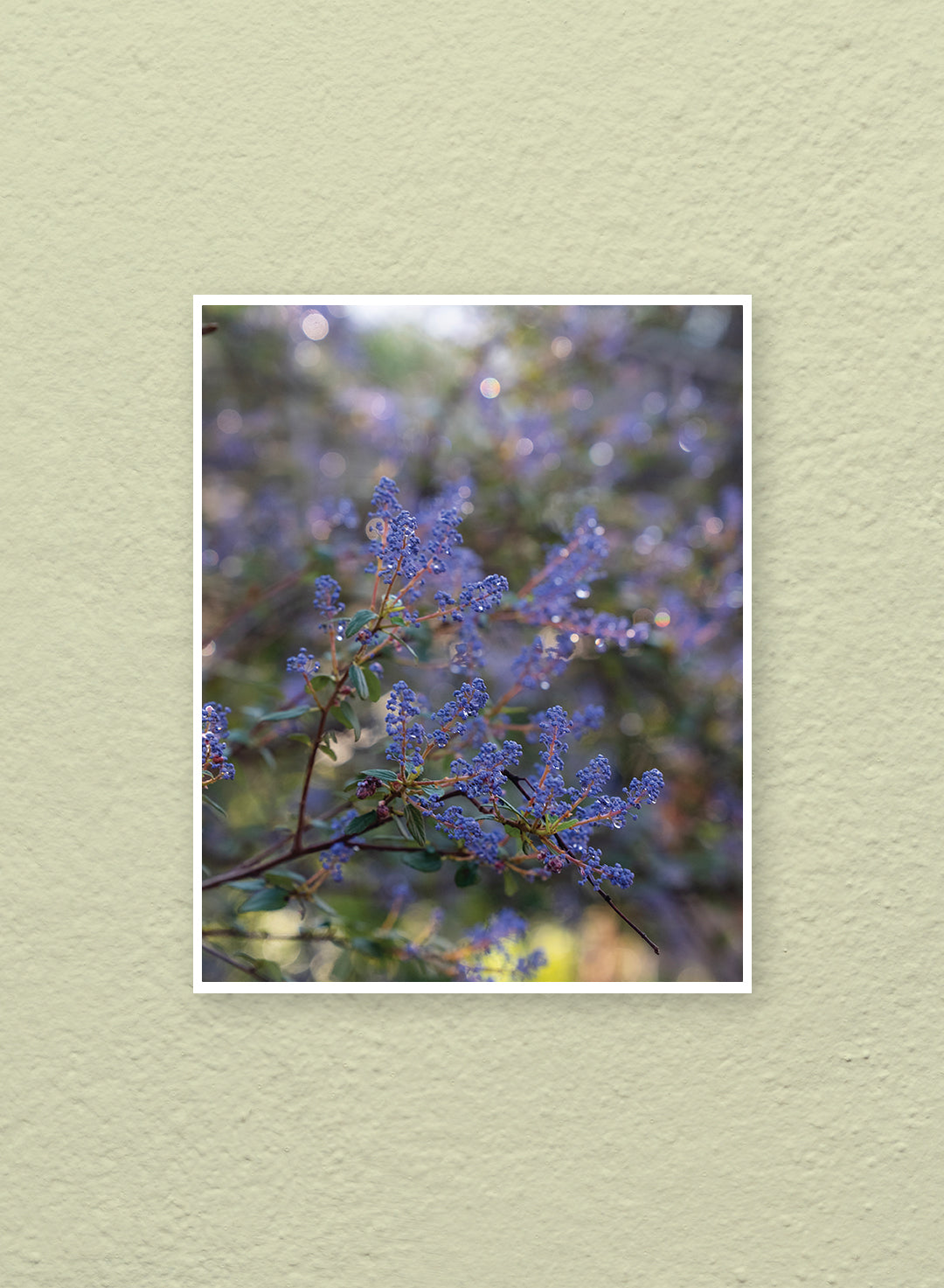 Hannah Perez - Ceanothus tomentosus Print