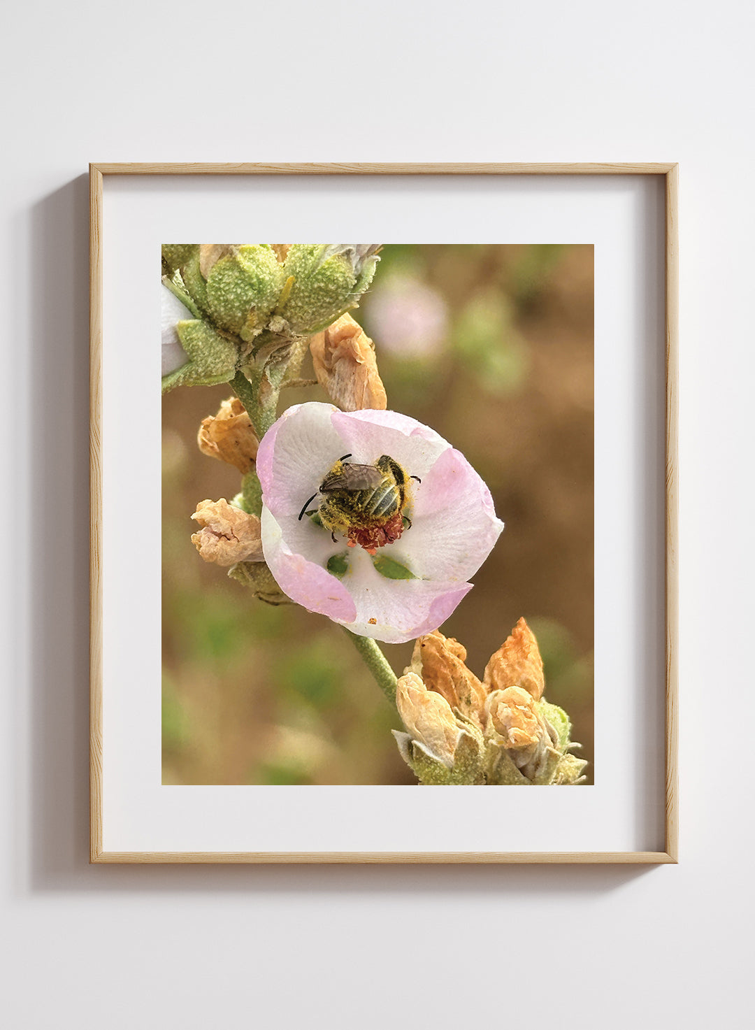 Hannah Perez - Ochraceous Chimney Bee in Chaparral Mallow Print