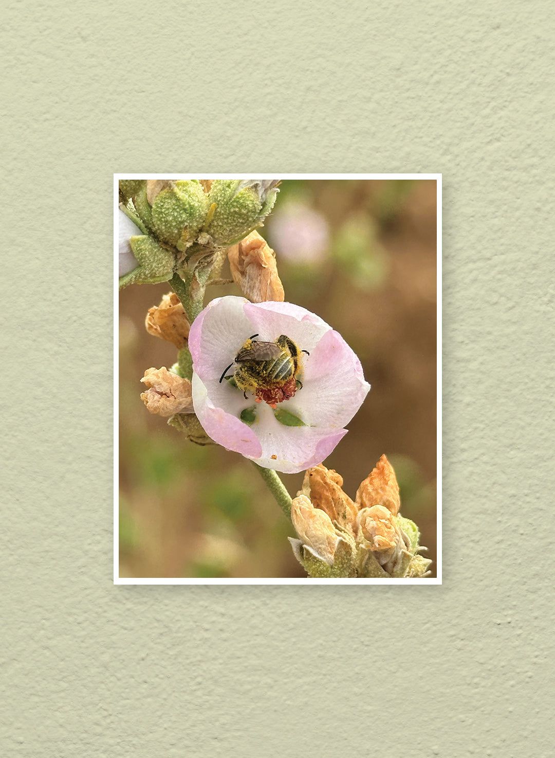 Hannah Perez - Ochraceous Chimney Bee in Chaparral Mallow Print