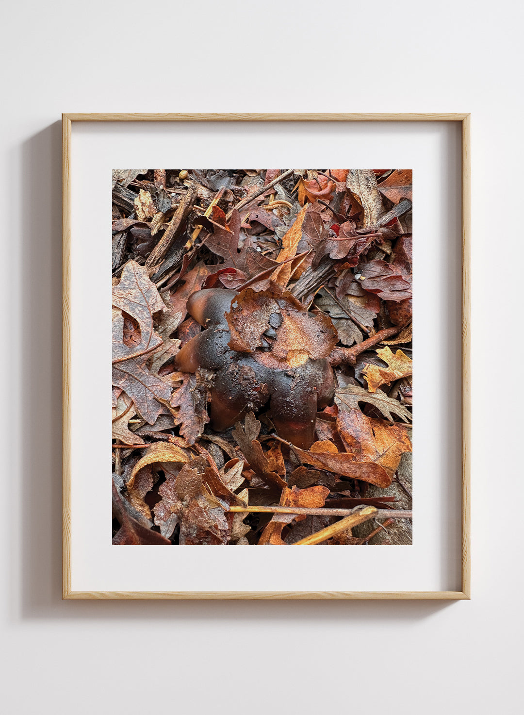 Hannah Perez - Giant Hygroscopic Earthstar Print