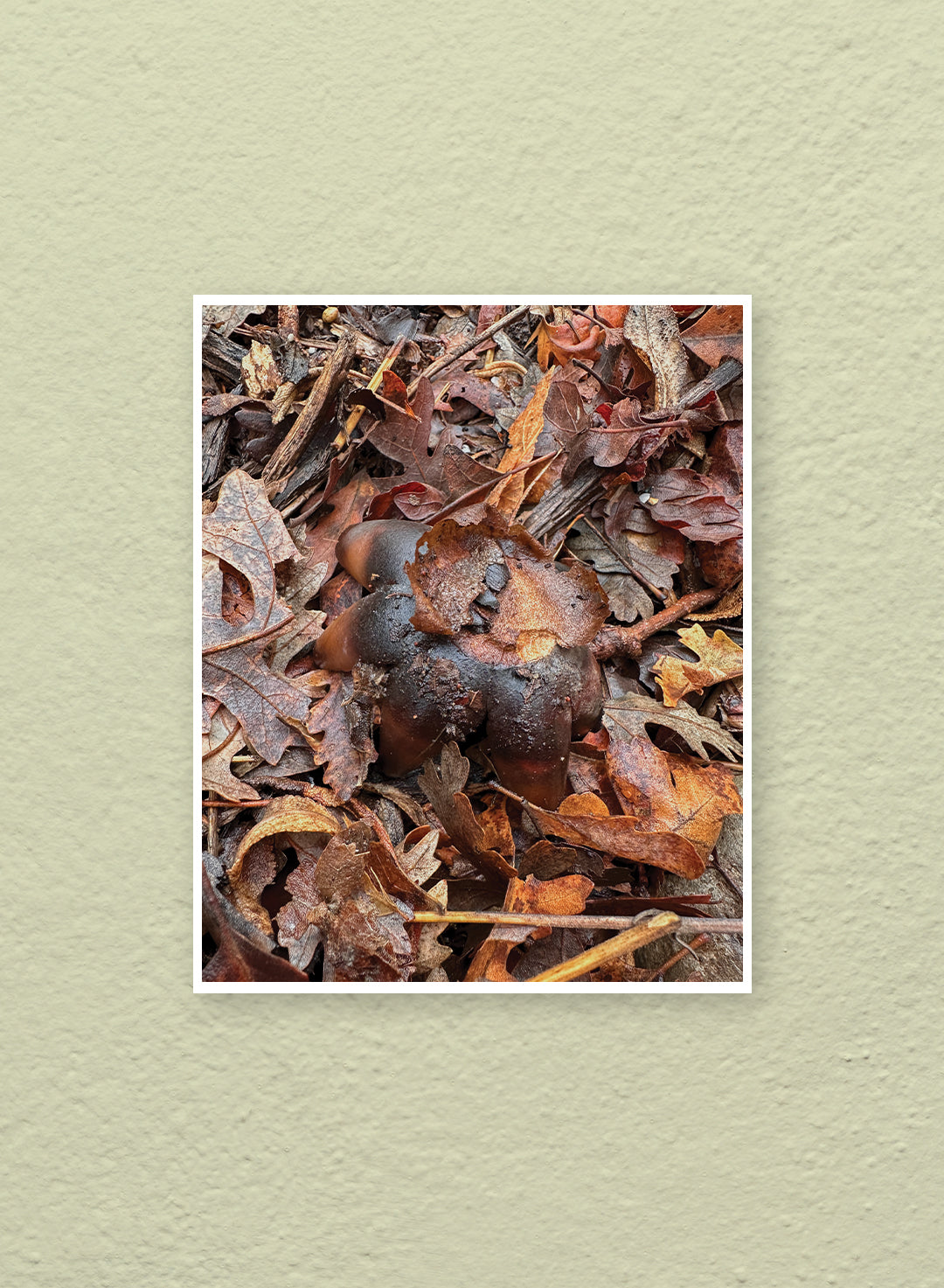 Hannah Perez - Giant Hygroscopic Earthstar Print