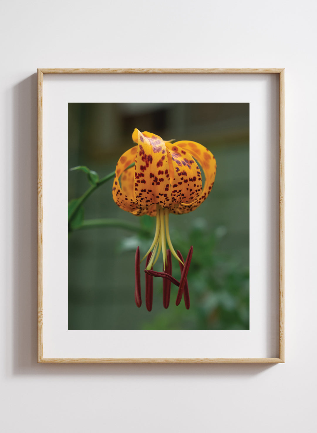 Hannah Perez - Ocellated Humboldt Lily Print