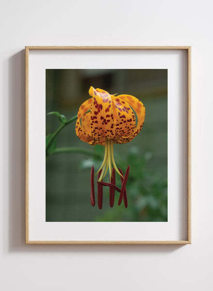 Hannah Perez - Ocellated Humboldt Lily Print – Theodore Payne