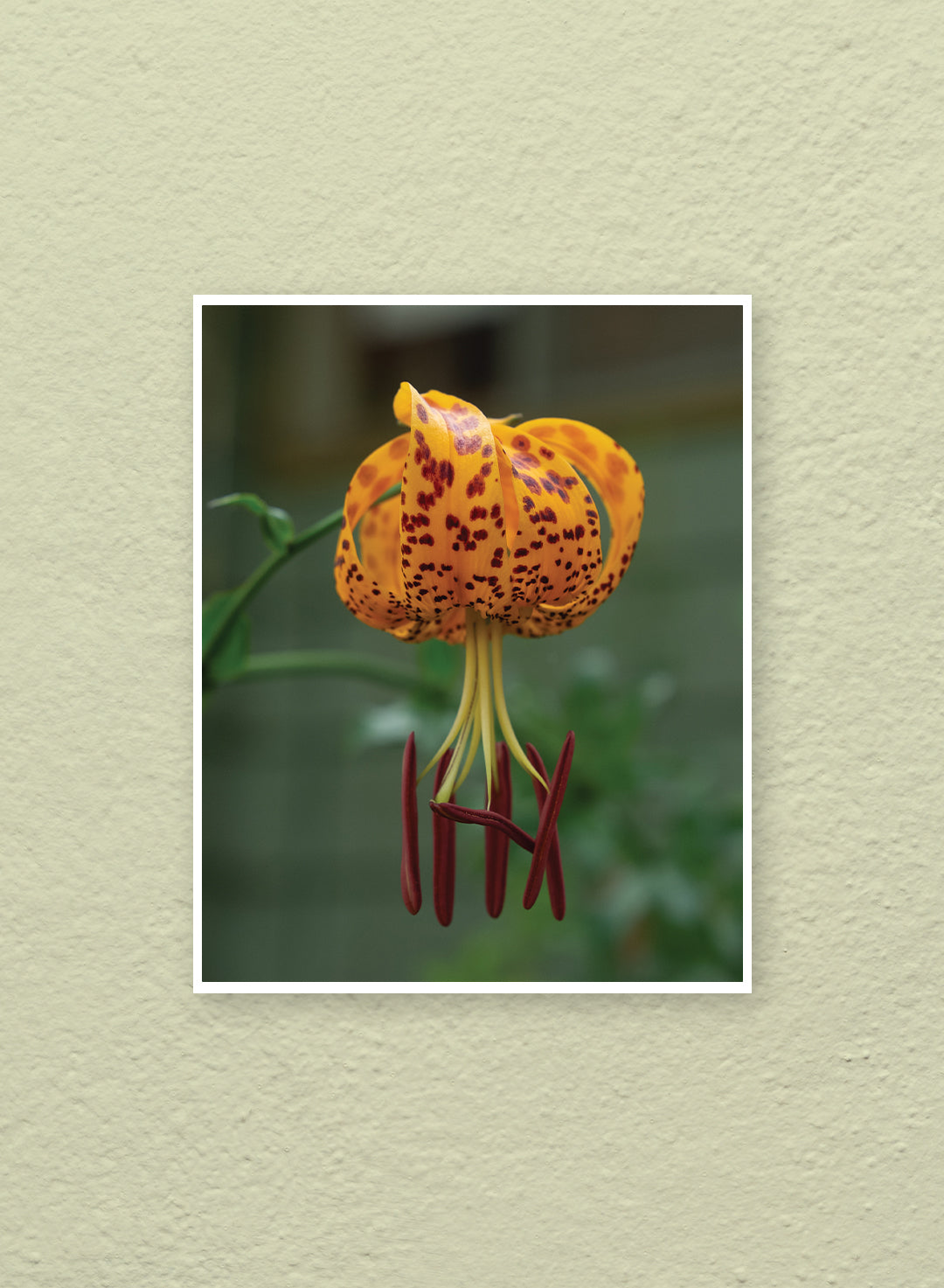 Hannah Perez - Ocellated Humboldt Lily Print