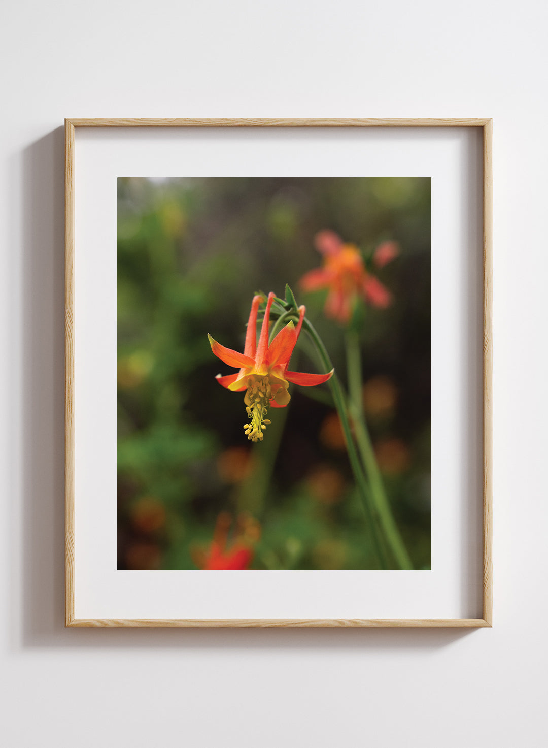 Hannah Perez - Aquilegia formosa Print