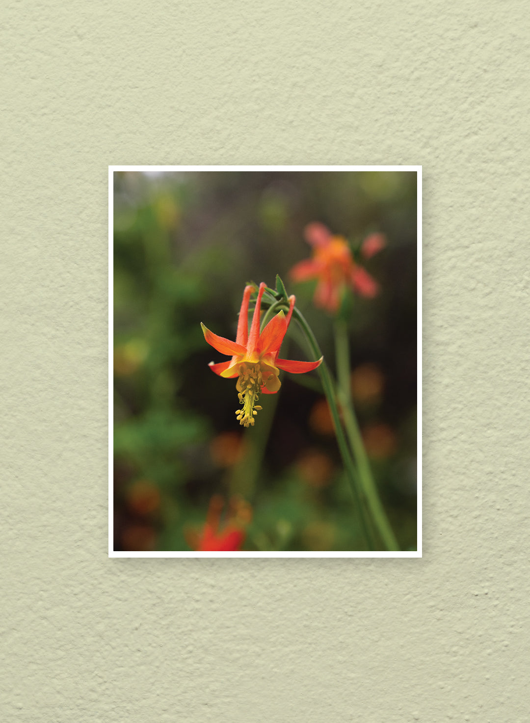 Hannah Perez - Aquilegia formosa Print