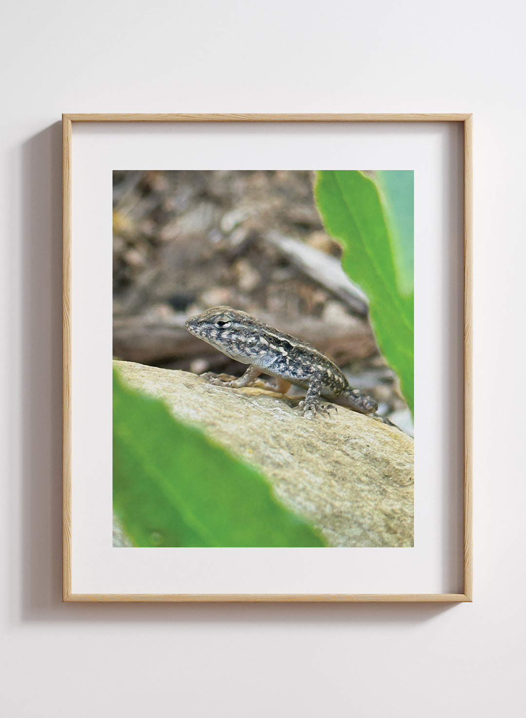 Hannah Perez - Western Side-blotched Lizard Print