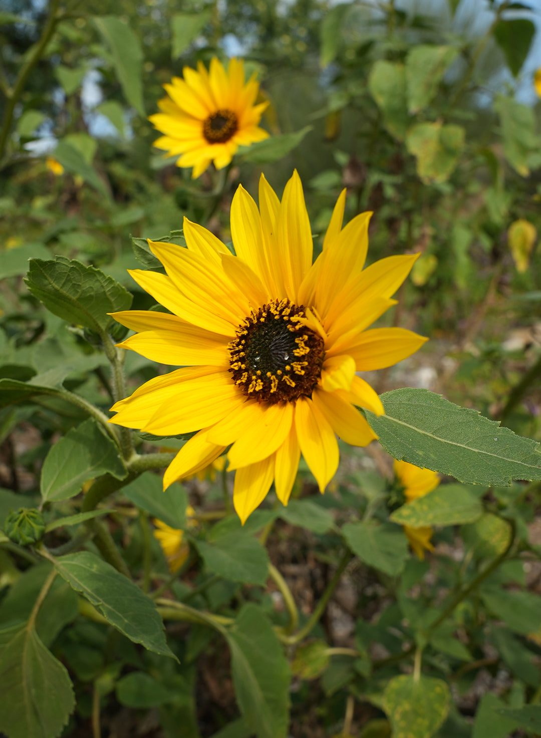 Helianthus annuus - Common Sunflower (Plant)