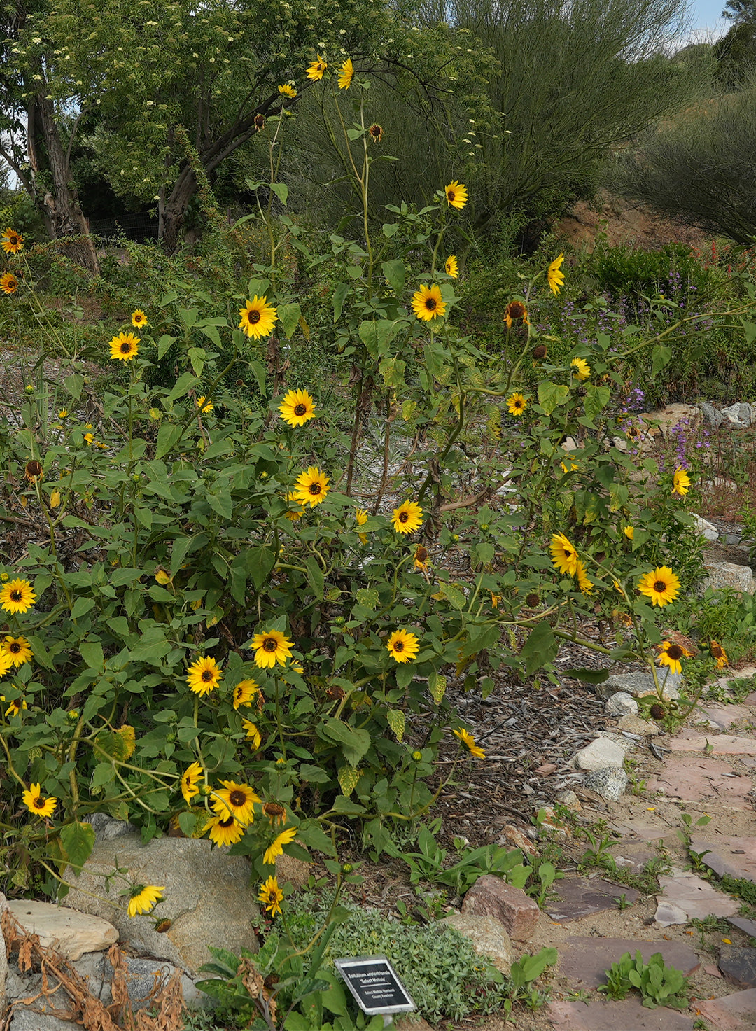 Helianthus annuus - Common Sunflower (Plant)