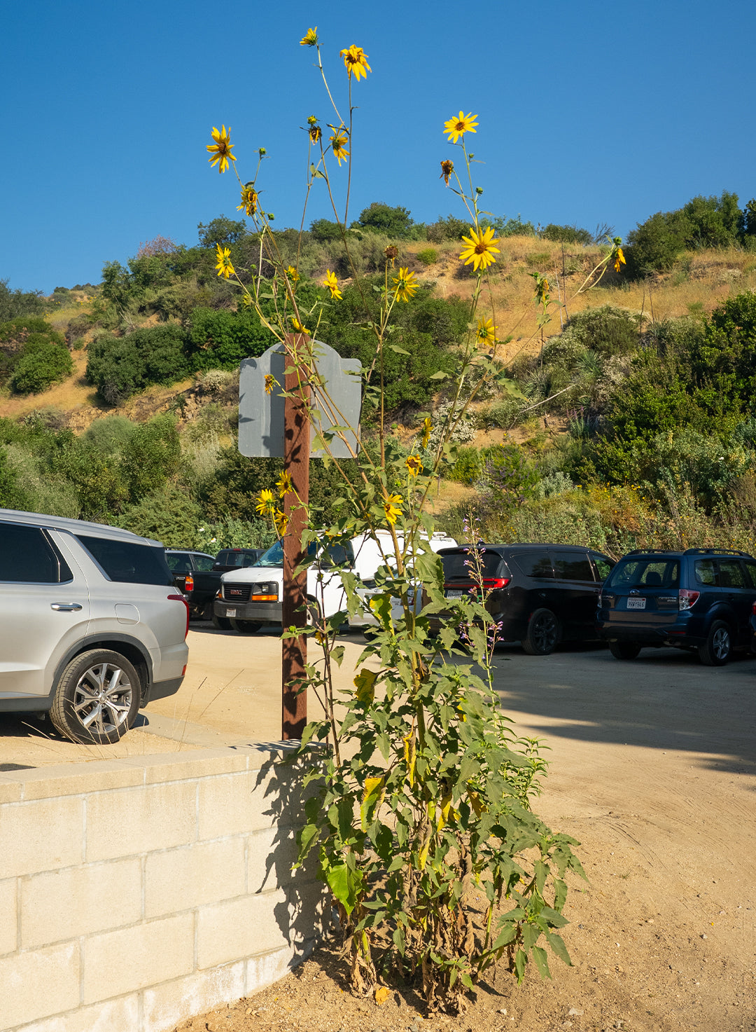 Helianthus annuus - Common Sunflower (Plant)