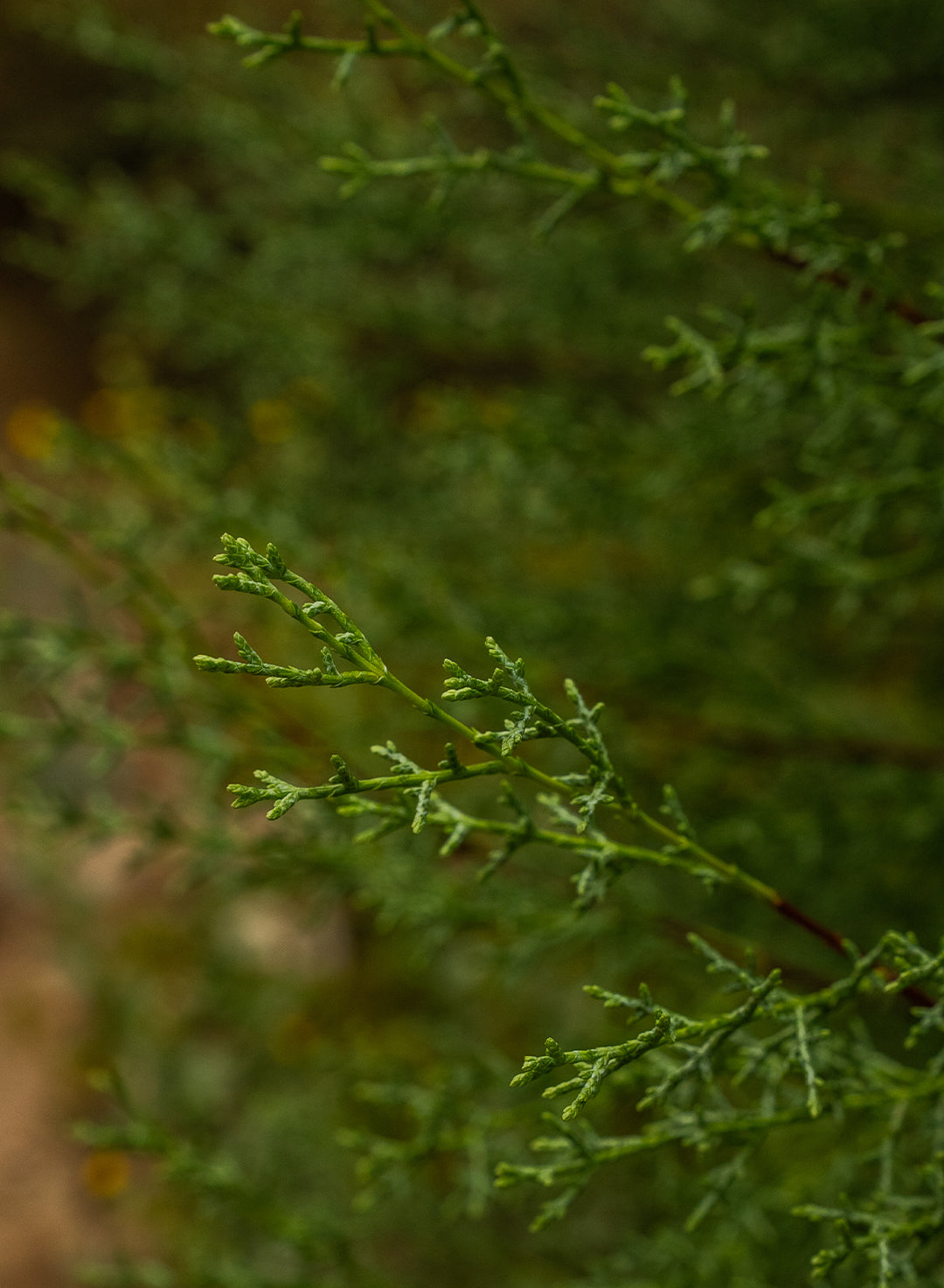 Hesperocyparis forbesii - Tecate Cypress (Plant)
