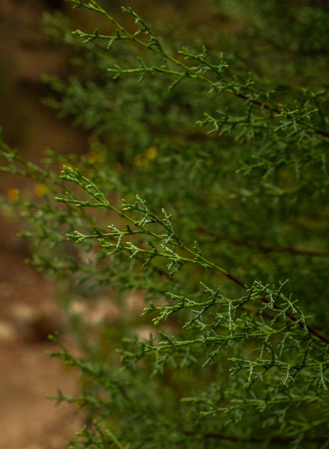 Hesperocyparis forbesii - Tecate Cypress (Plant)
