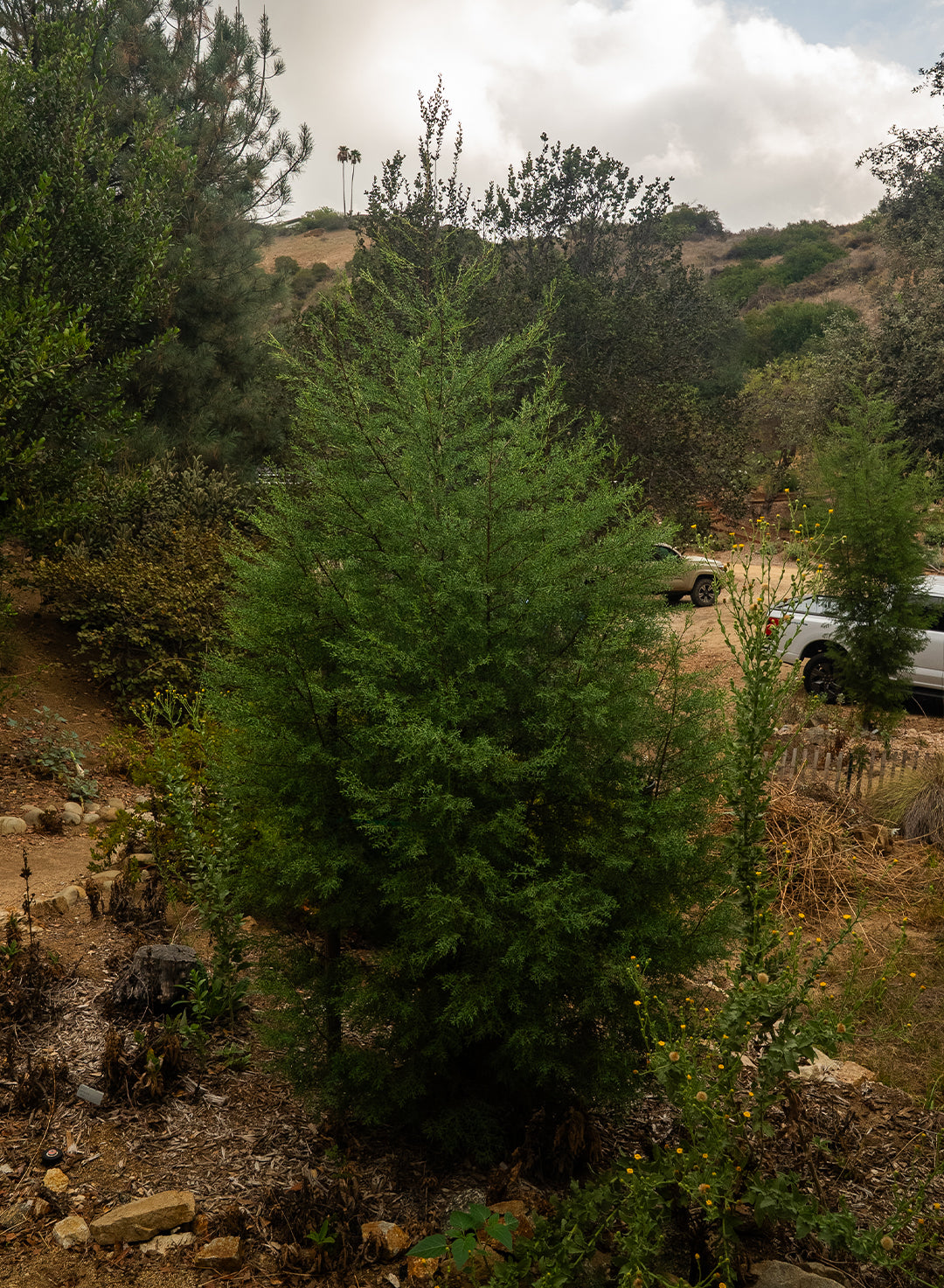 Hesperocyparis forbesii - Tecate Cypress (Plant)