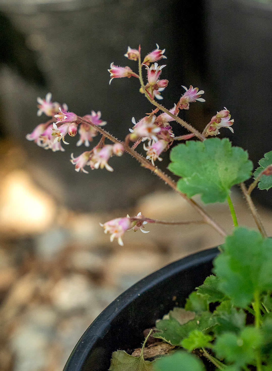 Heuchera 'Canyon Duet' - Canyon Duet Coral Bells (Plant