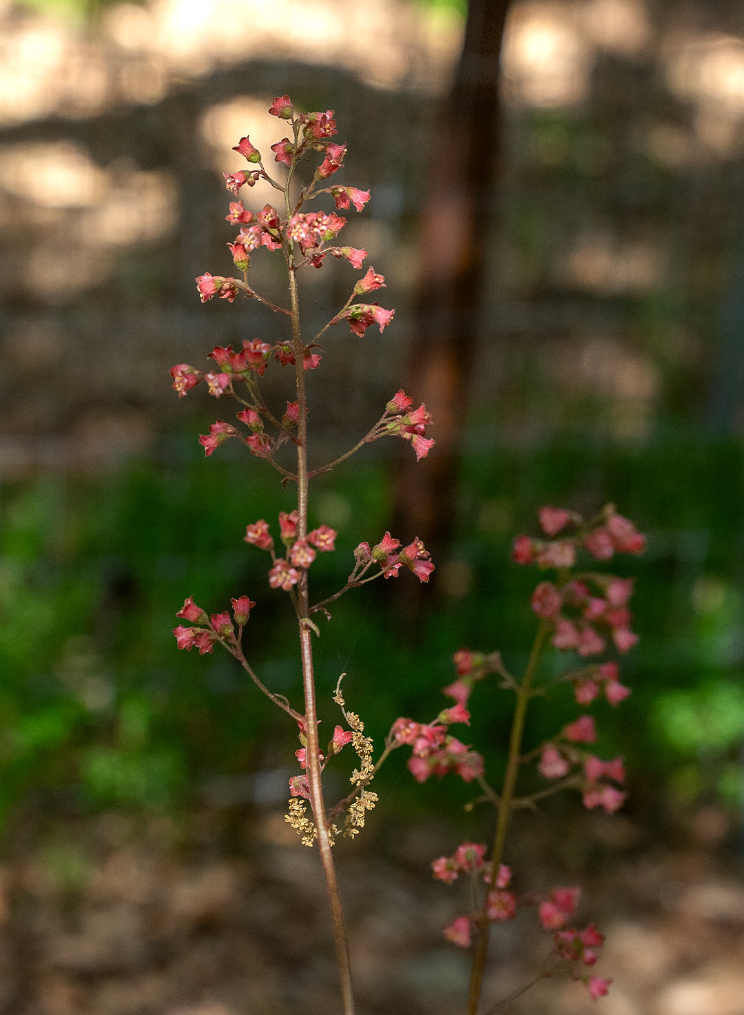 Heuchera 'Santa Ana Cardinal' - Santa Ana Cardinal Alumroot (Plant)