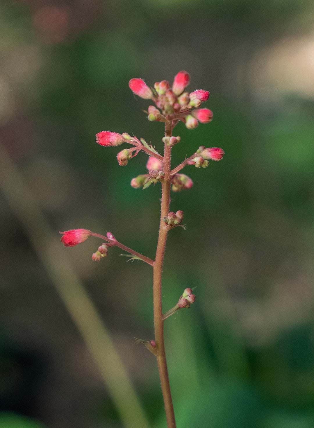 Heuchera 'Santa Ana Cardinal' - Santa Ana Cardinal Alumroot (Plant)