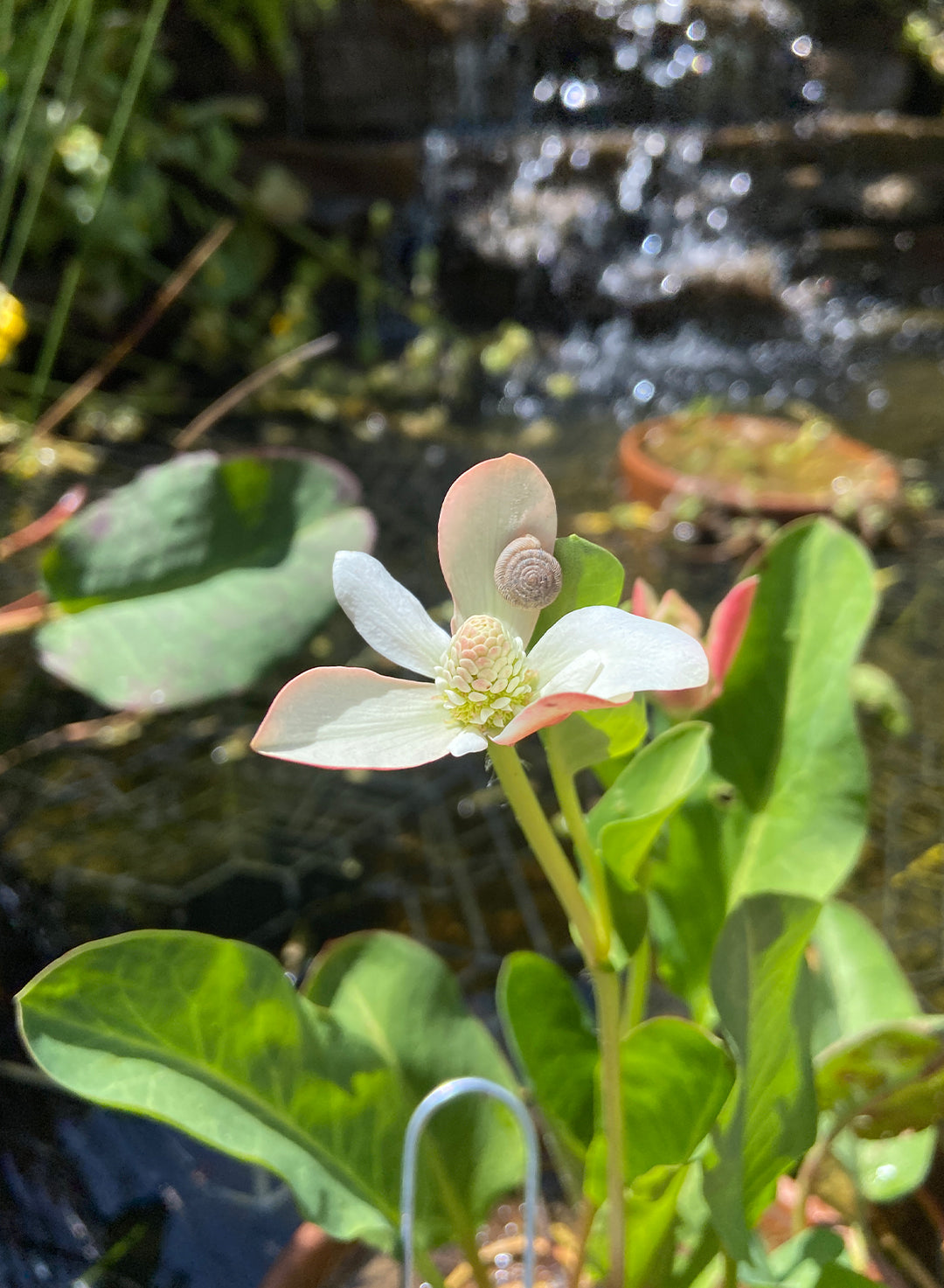 Anemopsis californica - Yerba Mansa (Plant)