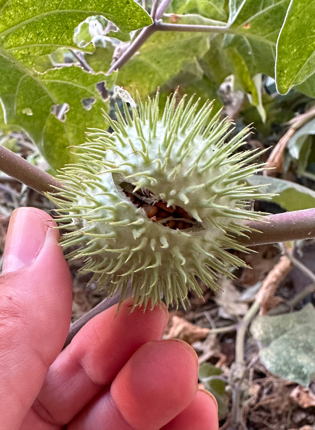 sacred plant seeds Datura wrightii
