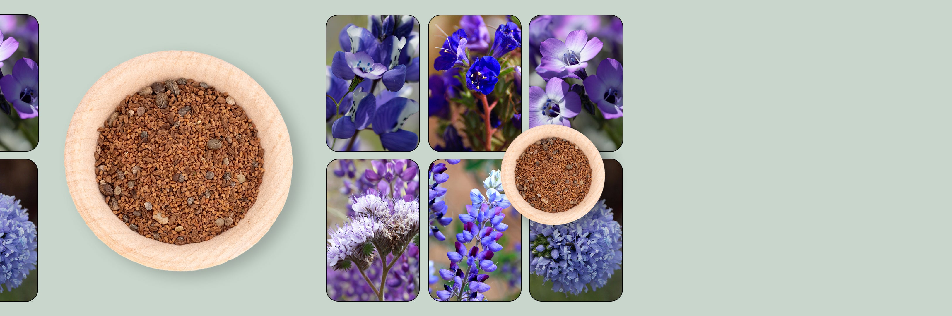 Image_with_text-Blue-Lavender-3.jpg