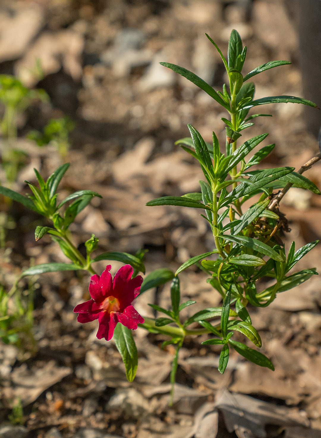 Diplacus 'Jelly Bean Red' - Jelly Bean Red Monkeyflower (Plant)