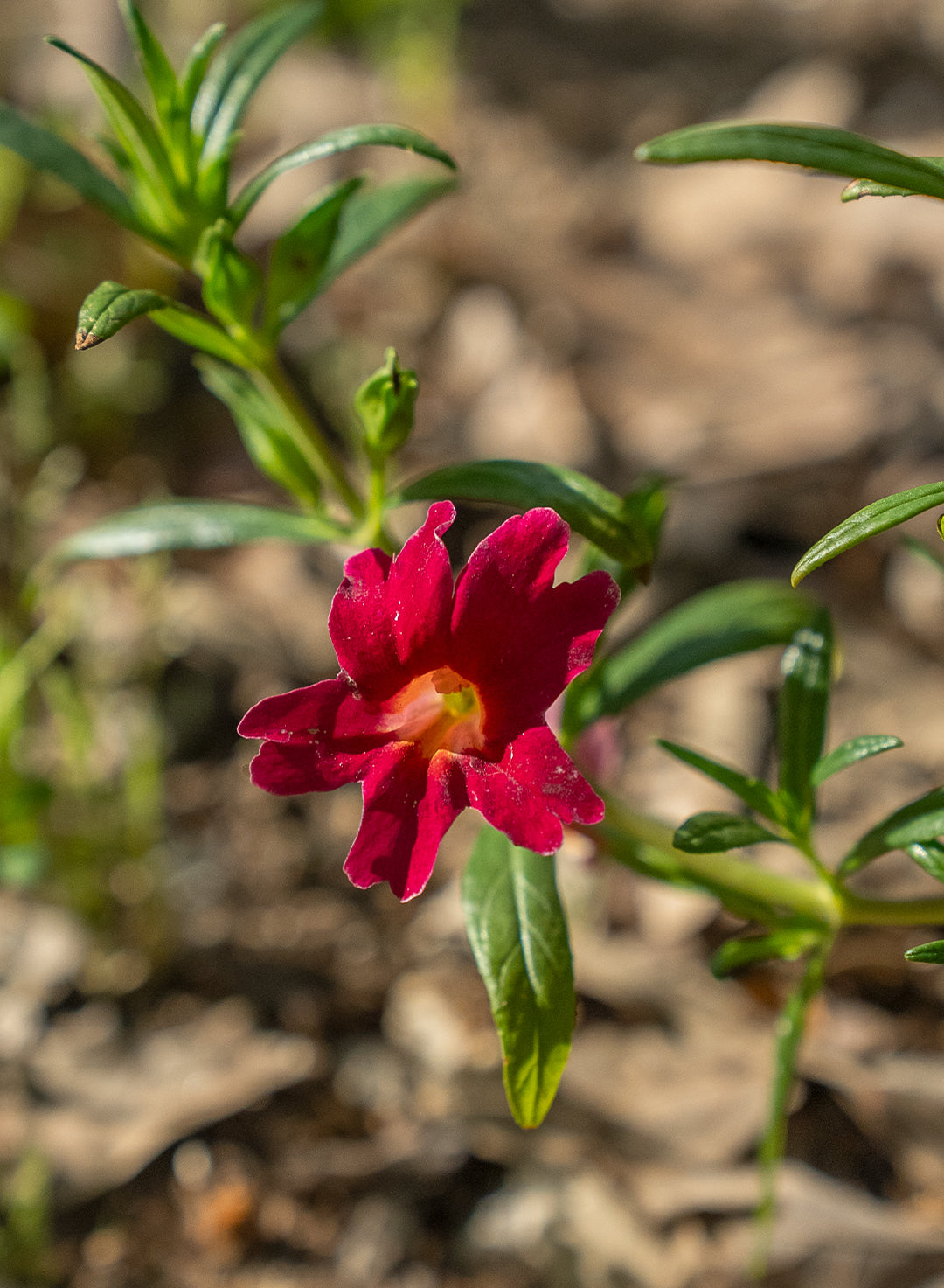 Diplacus 'Jelly Bean Red' - Jelly Bean Red Monkeyflower (Plant)