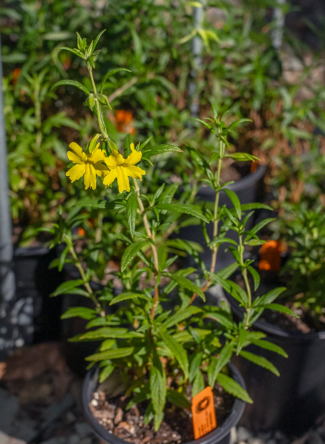 Diplacus 'Jelly Bean Lemon' - Jelly Bean Lemon Monkeyflower (Plant)