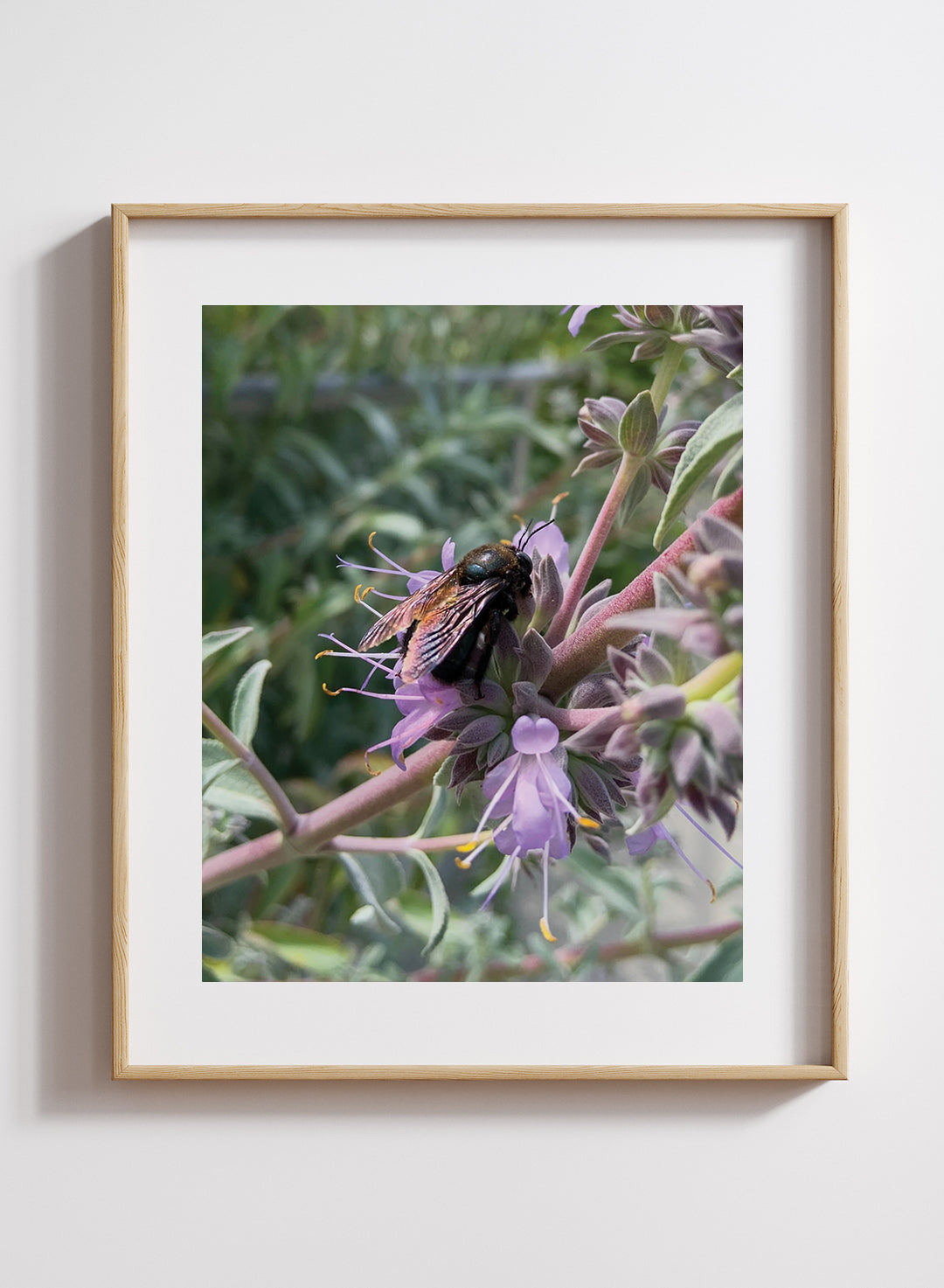 KatieL_carpenterbee-framed.jpg