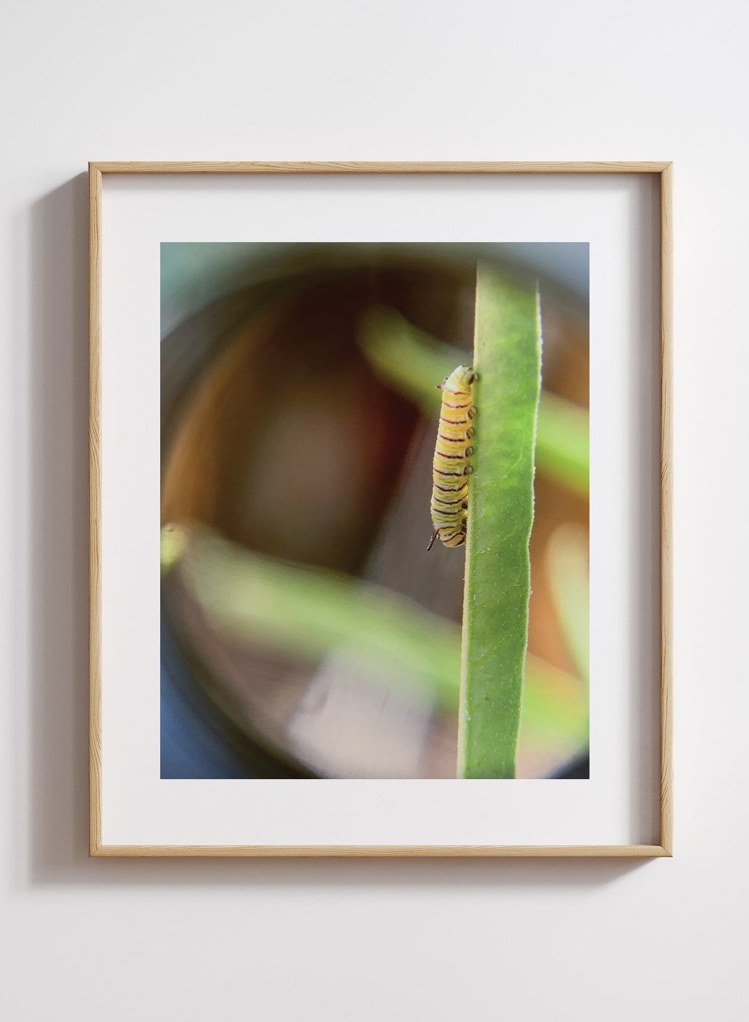 Katie Lam - Monarch Caterpillar — Third Instar Print