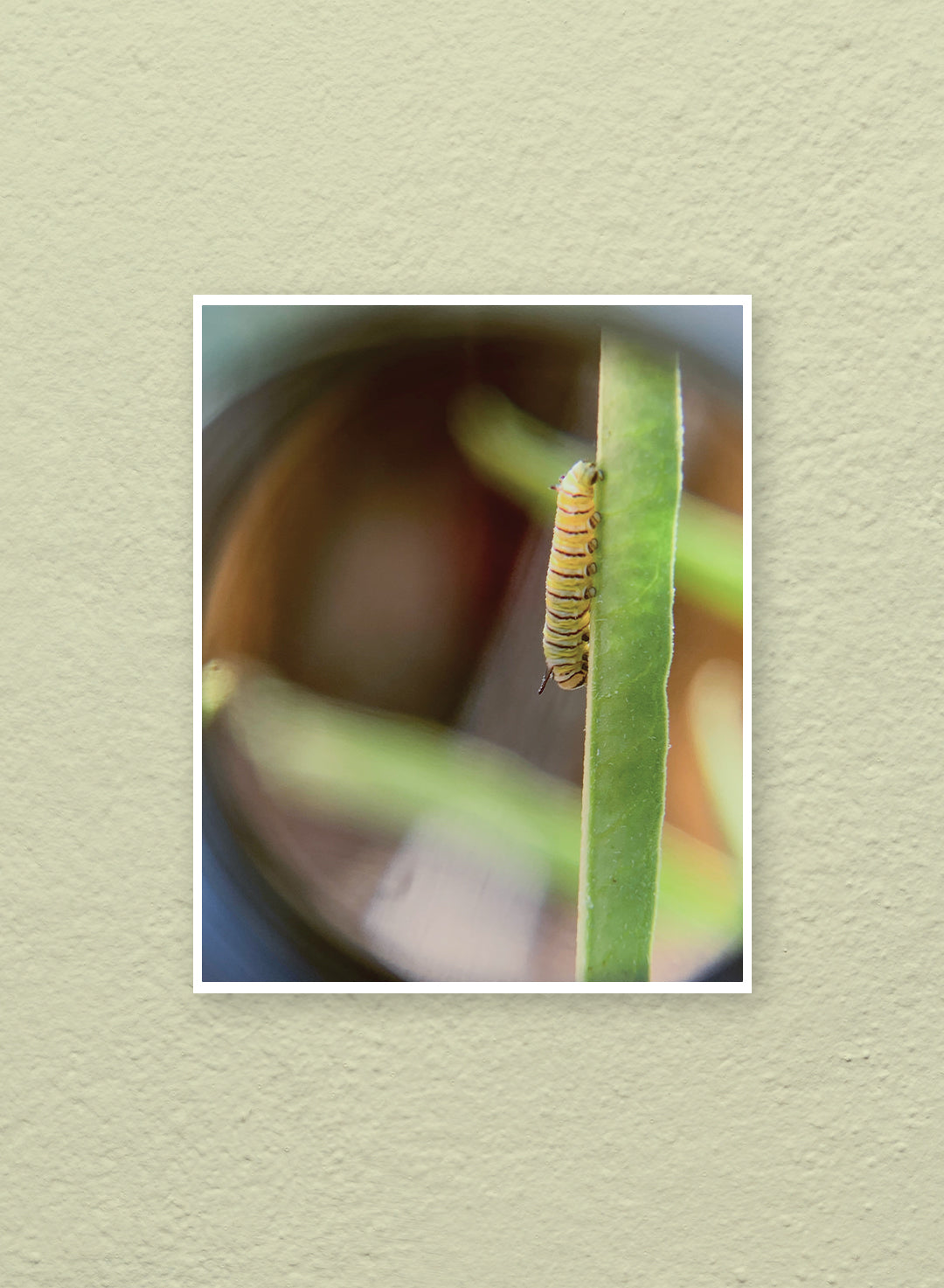 Katie Lam - Monarch Caterpillar — Third Instar Print