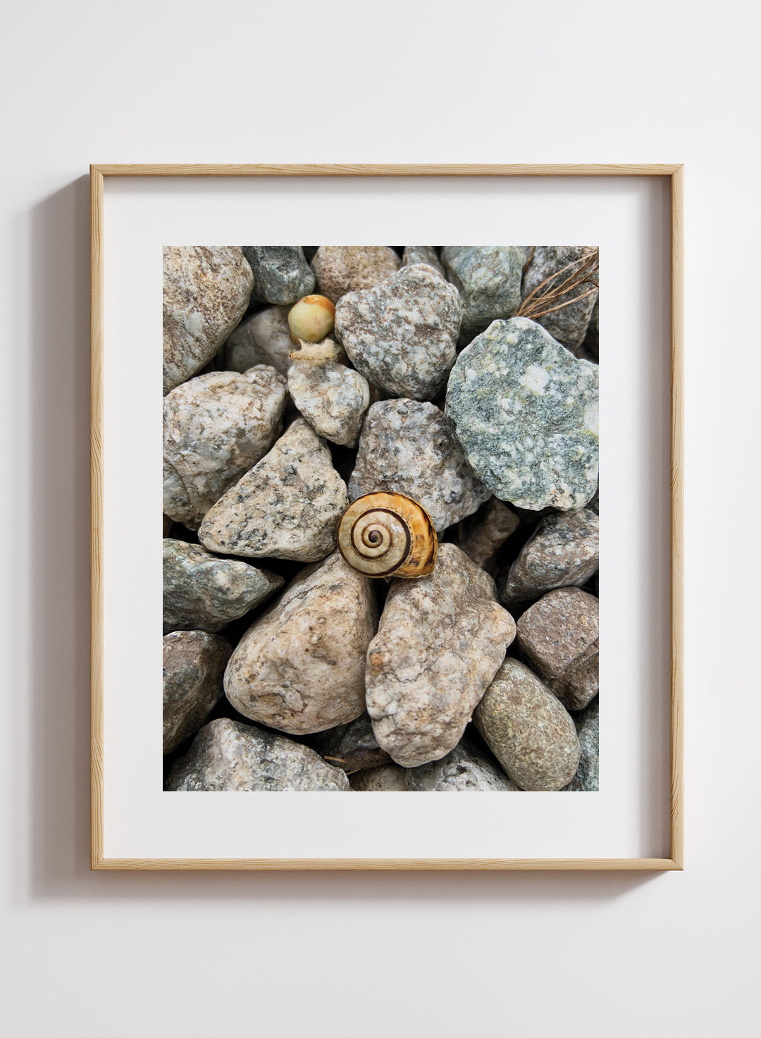 Katie Lam - Italian White Snail Print