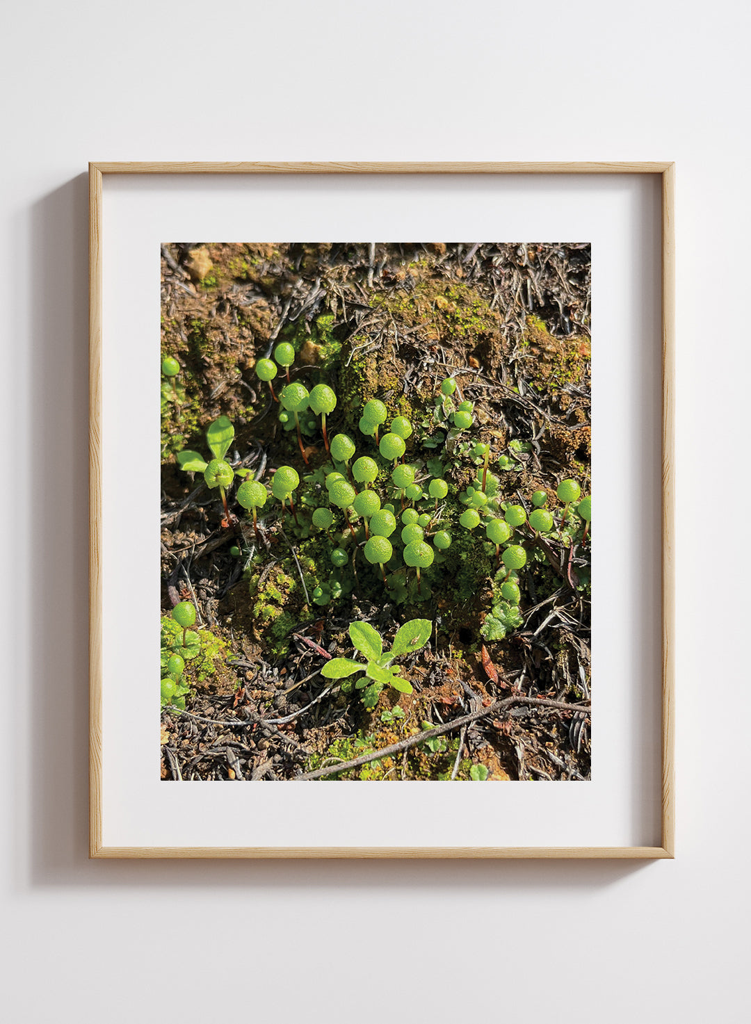 Katie Tilford - Asterella palmeri Print