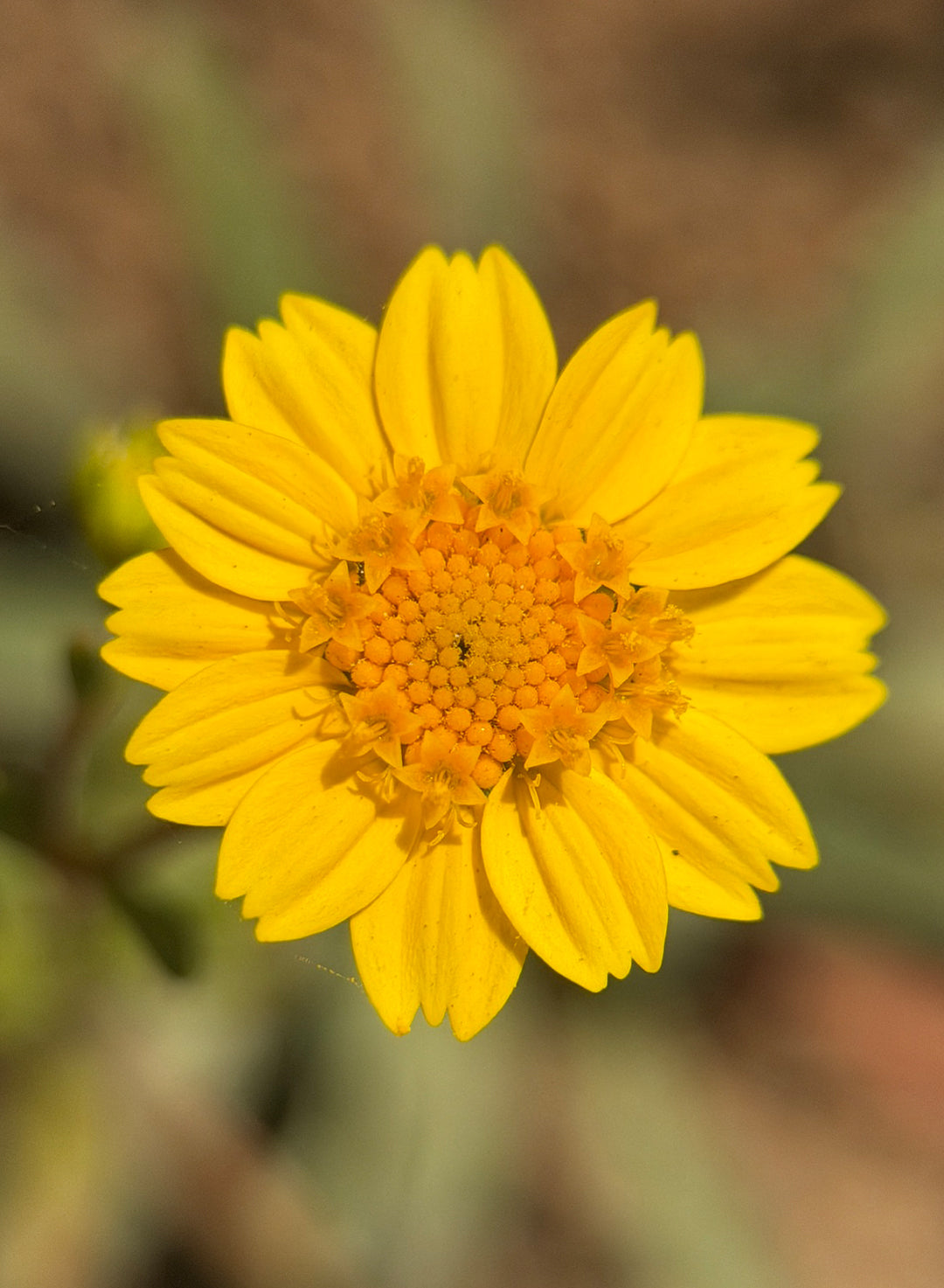 Lasthenia californica ssp. californica - California Goldfields (Plant)